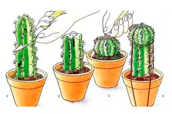 Прививка гимнокалициумов Гимнокалициум (Gymnocalycium)34