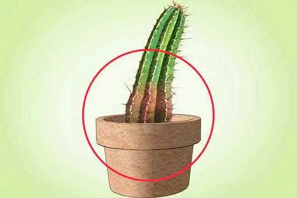 Признаки избыточного или недостаточного полива