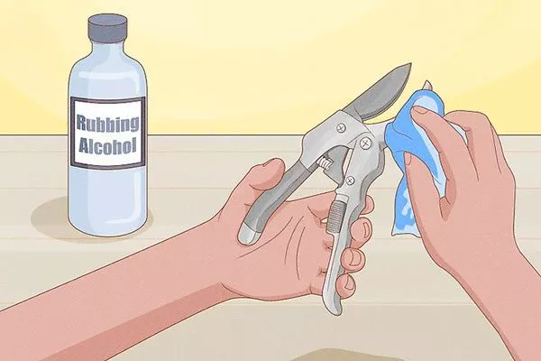 продезинфицировать Обрезка гибискуса10