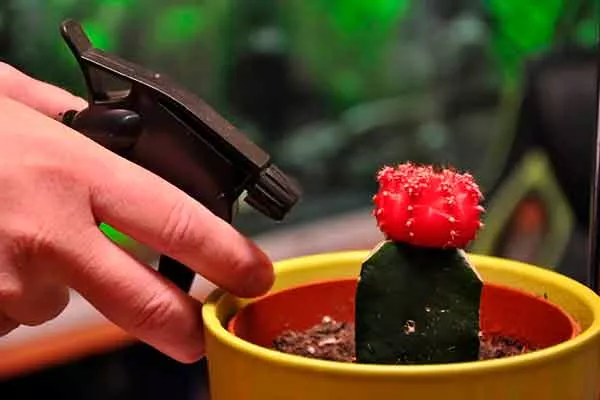 Профилактическая обработка от вредителей Зимовка кактуса7