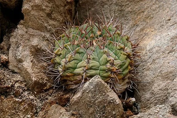 Происхождение Гимнокалициум (Gymnocalycium)35