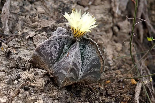 Происхождение Звёздчатые кактусы (Astrophytum)18