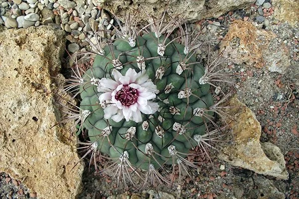 Происхождение2 Гимнокалициум (Gymnocalycium)36