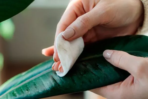 протирать ватным диском как помыть фикус8