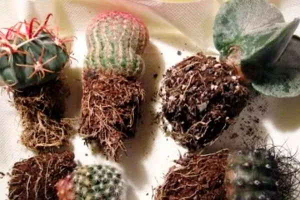 Процесс пересадки Звёздчатые кактусы (Astrophytum)19