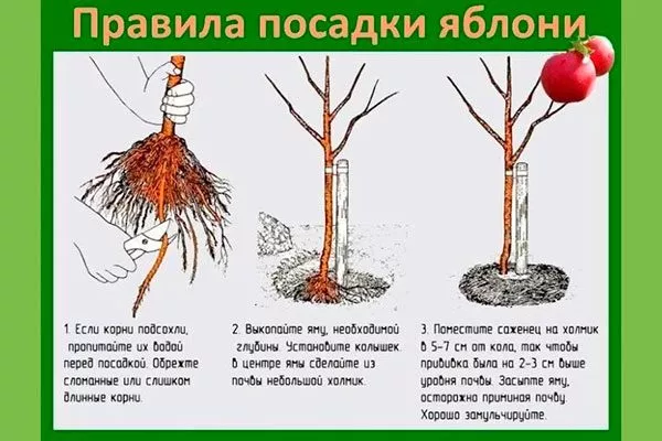 Процесс посадки Полудекоративные сорта18