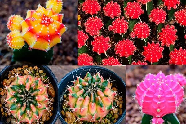 Rainbow Гимнокалициум (Gymnocalycium)10