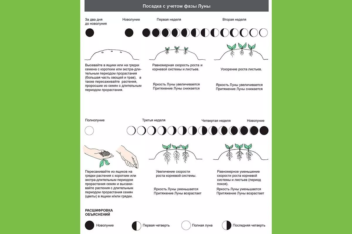 Растущая луна время посадки7