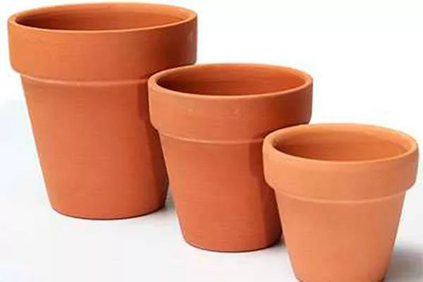 размеры пересадка кактуса19