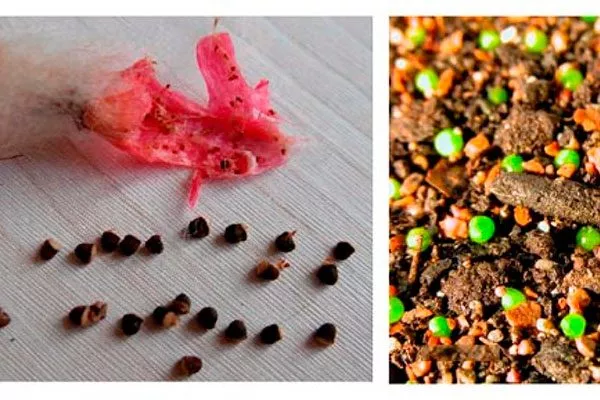 Размножение семенами Гимнокалициум (Gymnocalycium)37