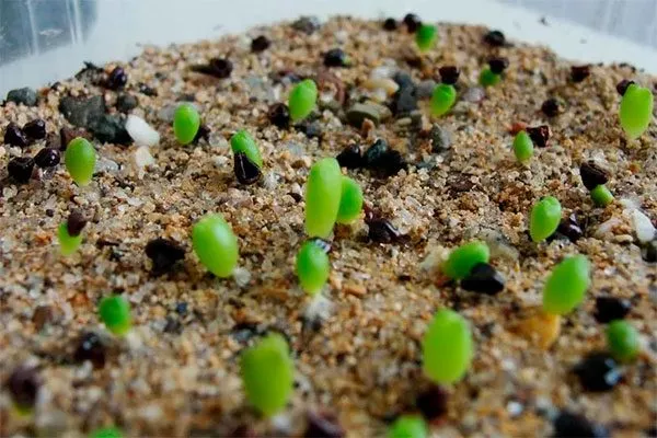 Размножение семенами Звёздчатые кактусы (Astrophytum)20