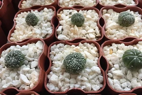 Размножение семенами2 Звёздчатые кактусы (Astrophytum)21