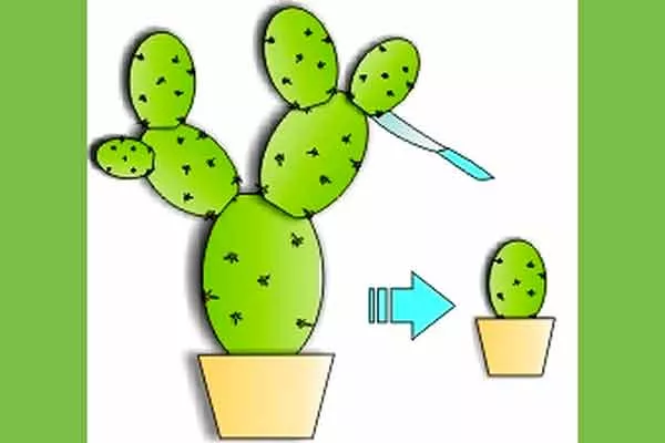 размножение ушками черенкование кактусов22