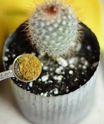 подкормки для кактусов