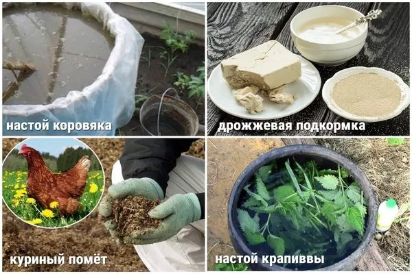 натуральные подкормки для кактусов