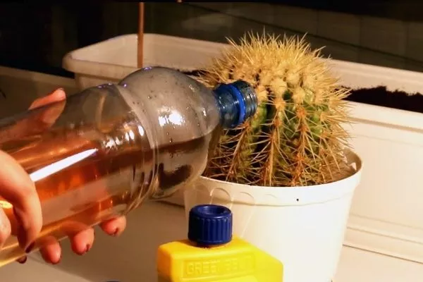 жидкие подкормки требуют разведения концентрата водой