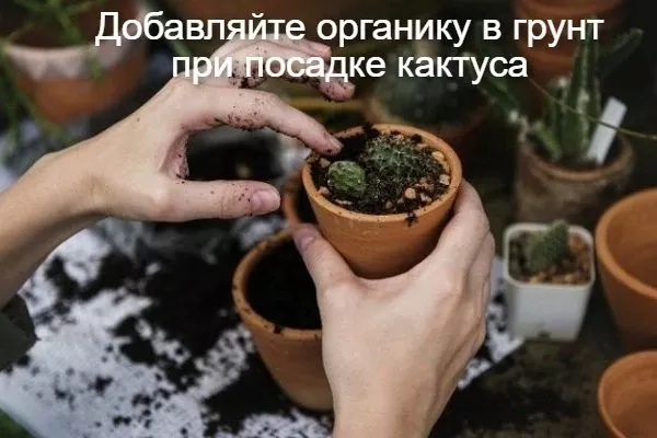 использование органики при посадке