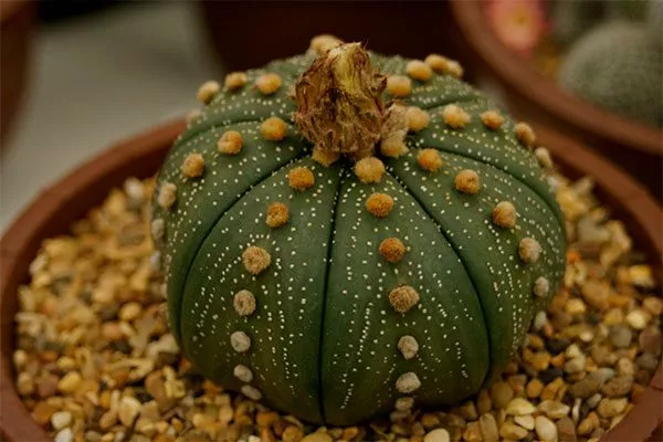 ребра Звёздчатые кактусы (Astrophytum)22
