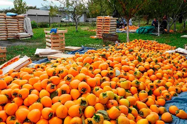 Рентабельность производства промышленный сад12
