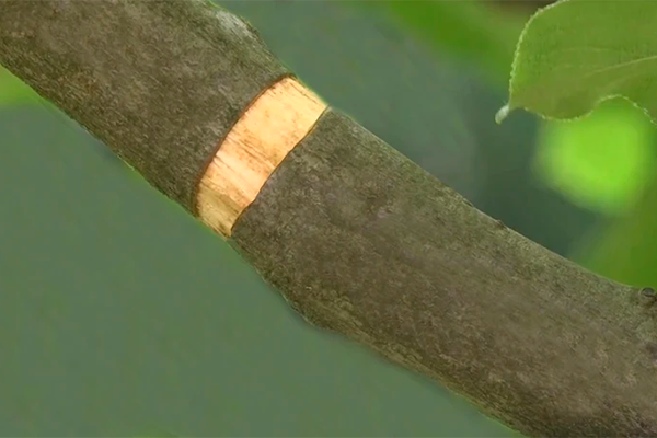 Кольцевание размеров яблок4