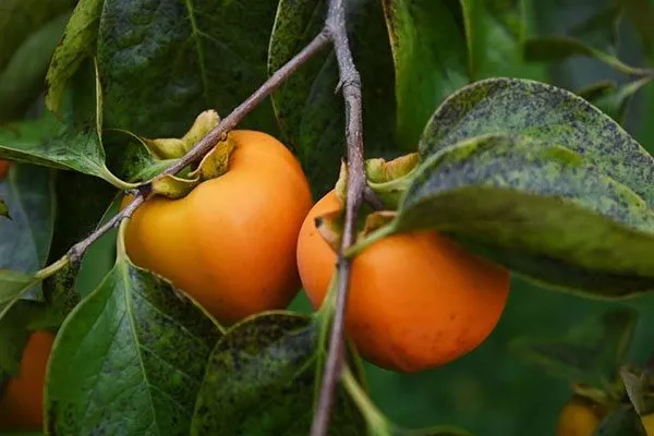 Родиной растения считается Восточная Азия промышленный сад13