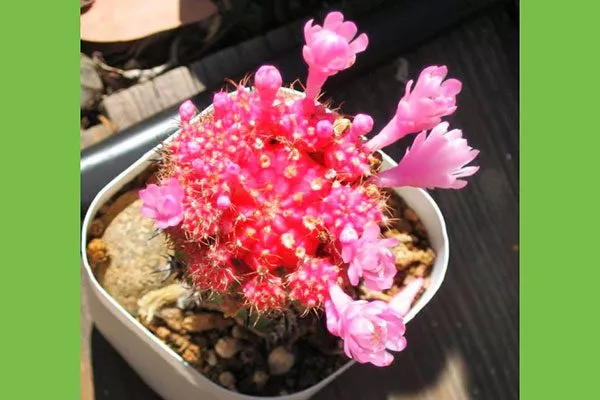 розовая Гимнокалициум (Gymnocalycium)38