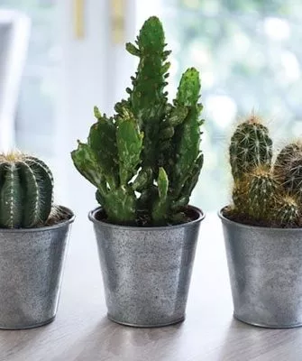 кактусы зимой