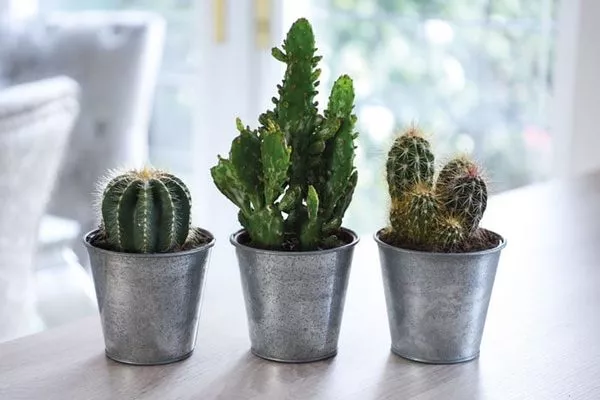 кактусы зимой