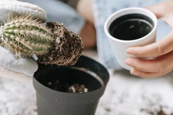 пересадка кактуса весной