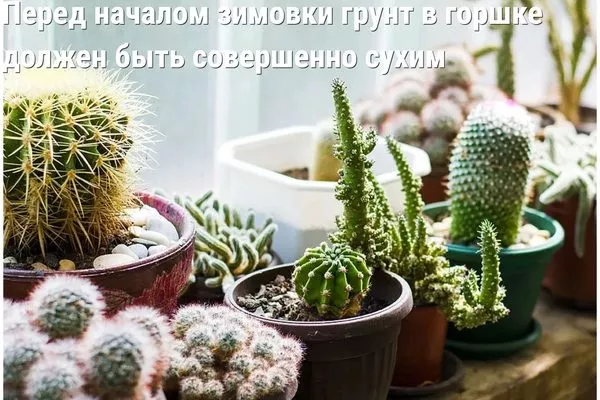 подготовка кактуса к зимовке