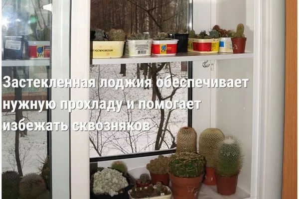 застеклённая лождия подходит для зимовки кактуса