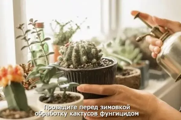 обработка фунгицидом перед зимой