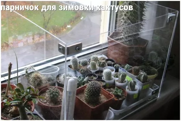 парничок для зимовки кактусов