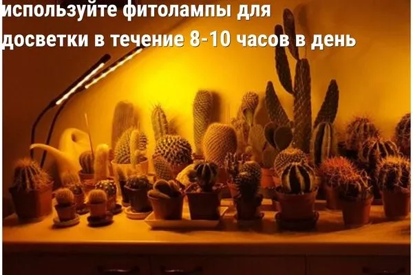 фитолампы для досвечивания кактусов