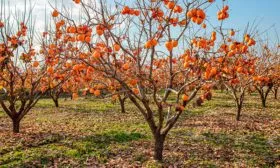 Сад хурмы промышленный сад14