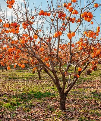 Сад хурмы промышленный сад14