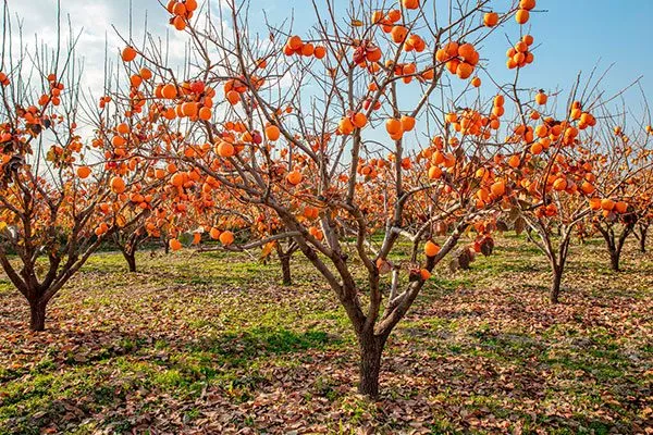Сад хурмы промышленный сад14