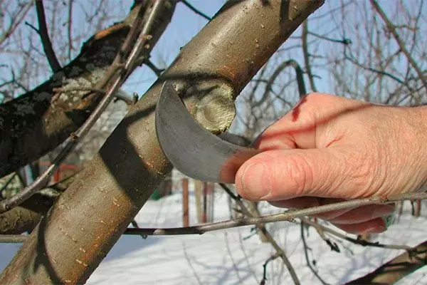 садовый нож для зачистки срезов увеличениt размеров яблок30