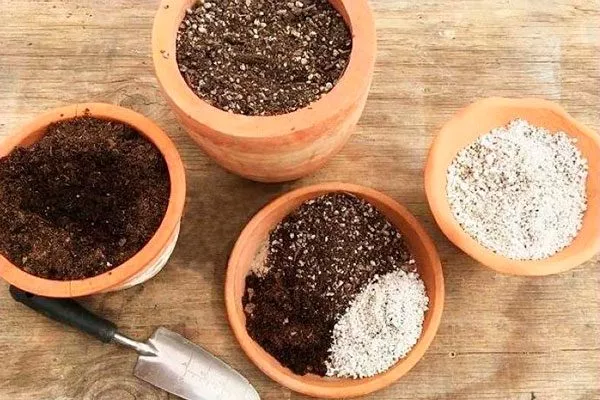 Самостоятельное изготовление1 пересадка кактуса21