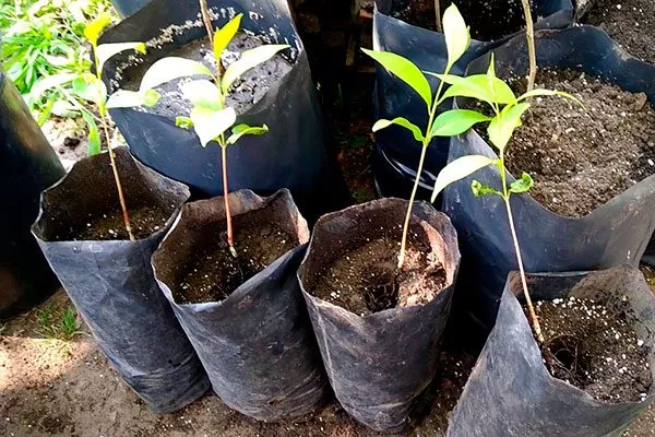 саженцы на подвое промышленный сад15