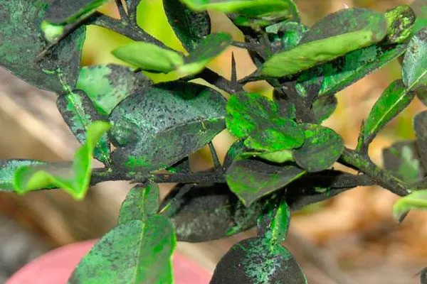 Сажистый грибок1 Налет на листьях8