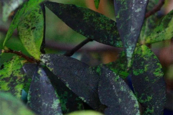 Сажистый грибок3 Налет на листьях10