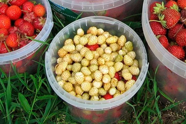 Сбор урожая и хранение Белая земляника20