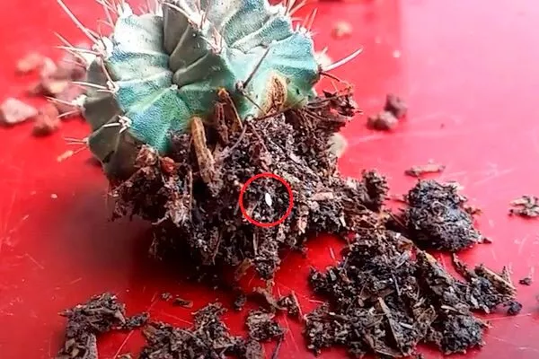 scale_1200 уход за колючими кактусами4