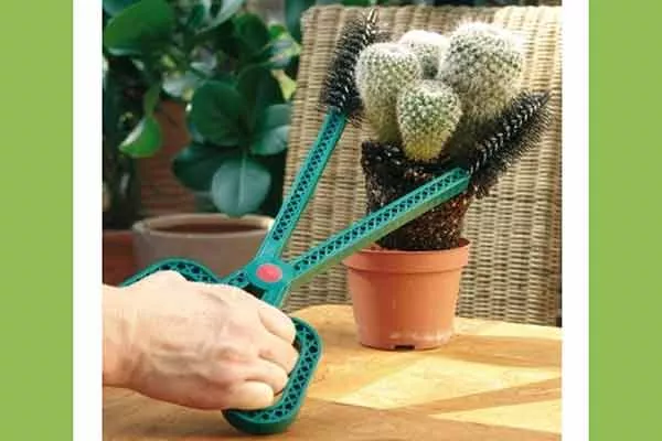 Щипчики или пинцеты черенкование кактусов33