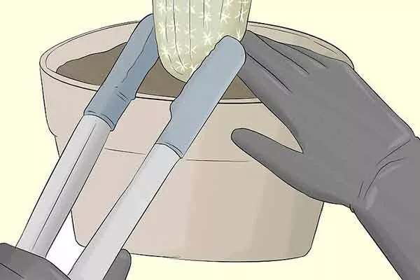 щипцы 2 черенкование кактусов31