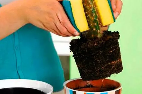 Щипцы из губки пересадка кактуса25