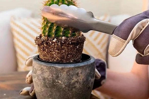 щипцы пересадка кактуса26