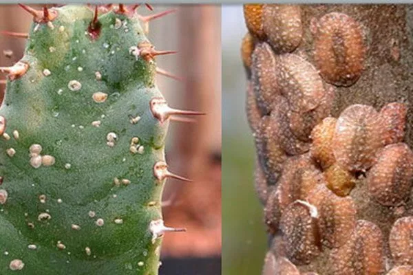 Щитовка Вредители кактусов38