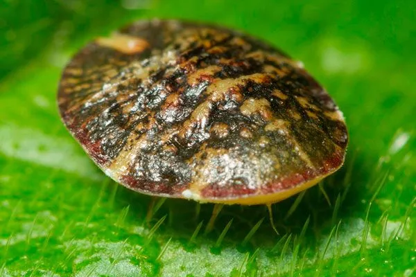 Щитовка3 Вредители кактусов40